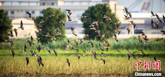 候鸟迁徙季来临 广东省运行2022年冬候鸟护飞行为